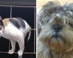 Cat Thinks Mom Took Wrong Dog From The Groomer And Brought It Home