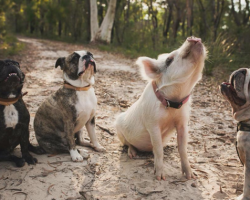 When She Was A Baby, She Found A Group Of Best Friends. They’re Unlikely, Yet Inseparable!