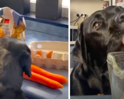 Lab Lends A Helping Hand In Making Her Own Birthday Cake