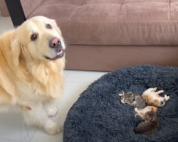 Golden Retriever Finds Kittens In His Bed, Goes Through All Stages Of Grief
