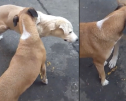 Three-Legged Dog Has An Itch He Can’t Scratch, So A Friend Helps Out