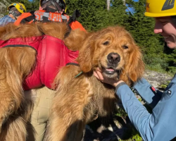 An Injured 100-Pound Dog On A Hiking Trail Is Overjoyed To See His Rescuers