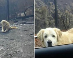 Weeks after deadly fire destroys their home, family returns to find their dog waiting for them