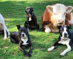 Mini cow rejected by his herd becomes best friends with pack of dogs