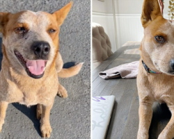 Woman takes in dog left at gas station and helps find her a new home