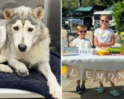 Children start lemonade stand to raise money for Huskies saved from breeder