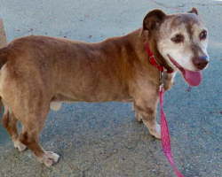 Deaf senior dog finally finds a home after spending 11 years as a stray