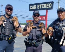 Police officers rescue six runaway puppies from parkway after ‘prison break’