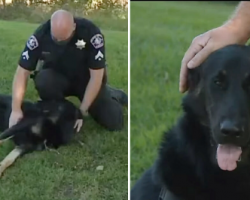 Police officer adopts German Shepherd he found during trespassing call