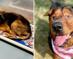 Sad senior shelter dog gets adopted moments before he was set to be euthanized