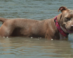 Dog who fell off shrimp boat found alive days later after swimming six miles to shore