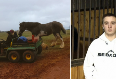 16-year-old drives into burning barn to save 14 Clydesdale horses from fire