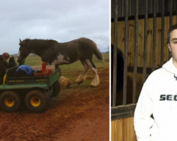 16-year-old drives into burning barn to save 14 Clydesdale horses from fire