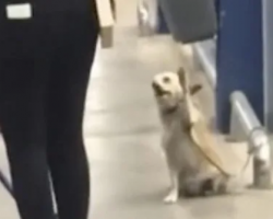 Good Dog Waves Goodbye To Everyone Leaving The Supermarket