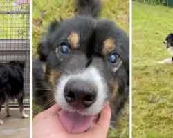 After 15 Months In Kennels, Blind Dog Gets To Run Free In His Own Field