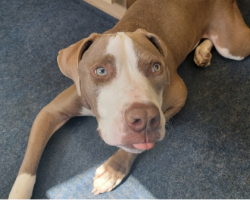 Deaf, abandoned dog unable to stand learns to walk again thanks to rescuers