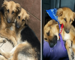 2 Abandoned Dogs Were So Scared That They Wouldn’t Let Go Of Each Other. Then Rescuers Stepped In