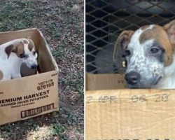 Abandoned dog refuses to leave cardboard box, waiting for owner to return