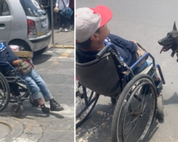Viral video shows a loyal dog pushing his owner in a wheelchair