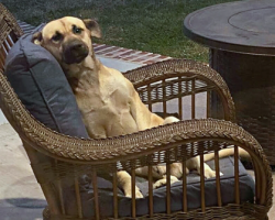 Woman wakes up to find stray dog sitting on her porch, helps him find a new home