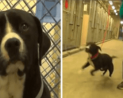 Scared shelter dog jumps for joy when he realizes he’s being adopted