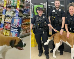 Giant Dog Refuses to Leave Dollar Store