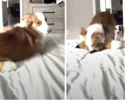 Mom Calls Out For Her Deaf Dog, And His Doggy Sister Helps Get His Attention