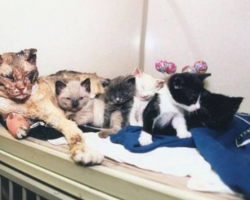 Cat runs through flames in burning garage five times and carries out all five of her kittens