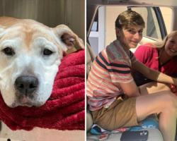 Senior dog surrendered by owners after 10 years gets adopted by new family