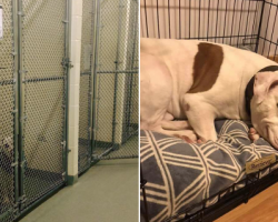 Last dog left in shelter finally gets adopted, smiles when he realizes he’s home