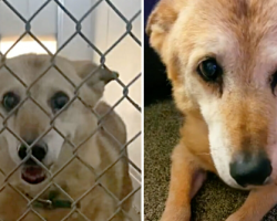 Woman insists on adopting 19-year-old dog who spent 14 years in shelter