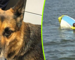 Dog treads water for 11 hours after boat sinks helping to save her owner