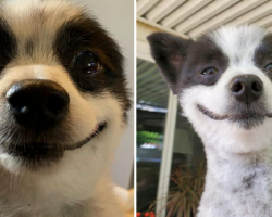 Little dog always has a big smile on his face and brings joy to everyone he meets