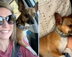 Caring nurse adopts terminally ill patient’s dog so he doesn’t have to go to shelter