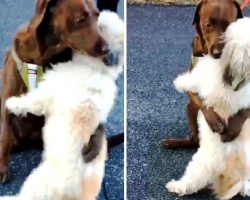 The Emotional Reunion of Canine Friends That Were Separated Due To Quarantine