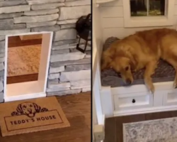‘Teddy’s House’ Is The Doghouse Of All Our Pets’ Dreams