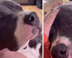 Dog Who Was Raised Alongside Cats Now Purrs When Petted