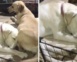 As Mama Dog Prepares For Labor, Papa Doesn’t Leave Her Side