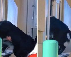 Dog Gets So Excited At The Drive-Thru He Climbs Through The Pickup Window