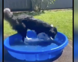 Dog Dies After Splashing Around In A Kiddie Pool