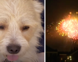 Dr. Werber Shares Tips To Keep Dogs Safe And Sound On 4th Of July