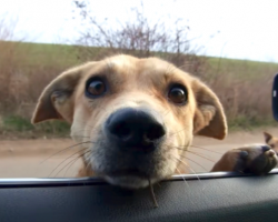Stray Dogs Stop A Woman’s Car, And She Can’t Just Drive Away