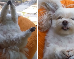 Mom Walks In On The Puppy Sleeping Awkwardly Over By The Window