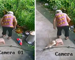 Small Puppy Helps Elderly Woman Sit Down