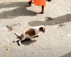 Children Gathered Around As The Puppy Dragged His Hind Legs