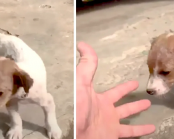 Woman Is On Vacation When A Tiny Puppy Comes Out Of Nowhere