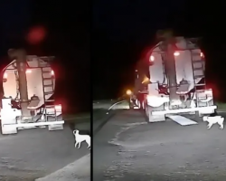 Man Gets Out To Check On A Dumped Dog, And She Jumps In The Truck