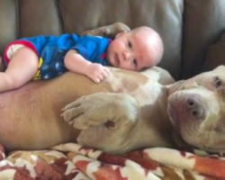 Dad Defends Decision To Let 1-Year-Old Son Cuddle With The Family Pit Bull