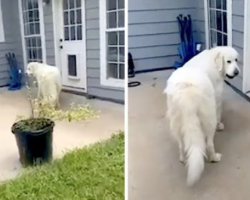 Mom Catches The Dog Trying To Sneak Friends Into The House In Her Mouth
