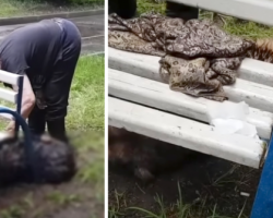 Dog Found Collapsed In The Rain After Her Owner Of 15 Years Passes Away